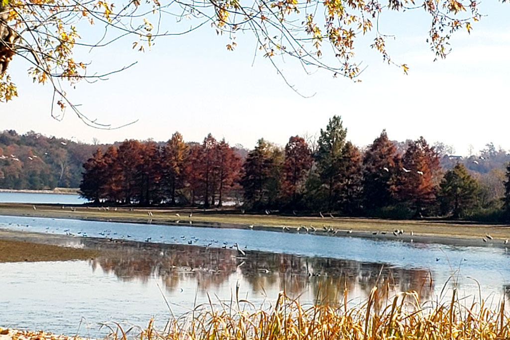 The banks of the Tennessee River